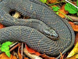 This is the Northern Water Snake, a species found in Maryland. 