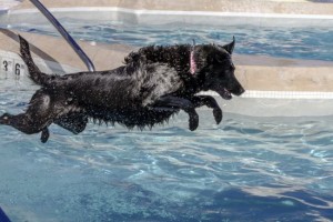 pool, dog, safety
